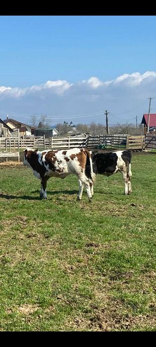 Vindem junele holstein