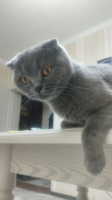 Scottish fold mushuk