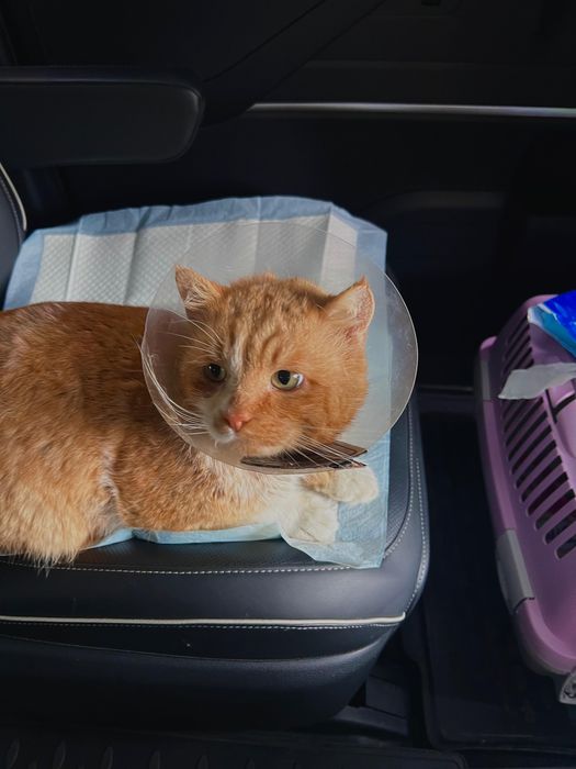 Котик в добрые руки