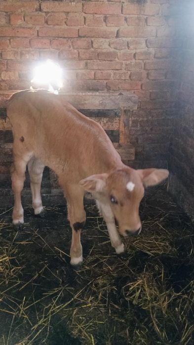 Vând 3 viței de monta