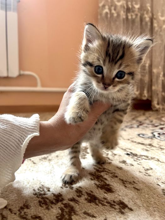 Кошка шотландская