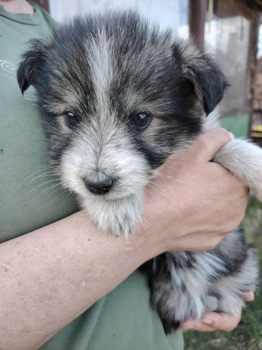 Отдам щенков 2,5 месяца