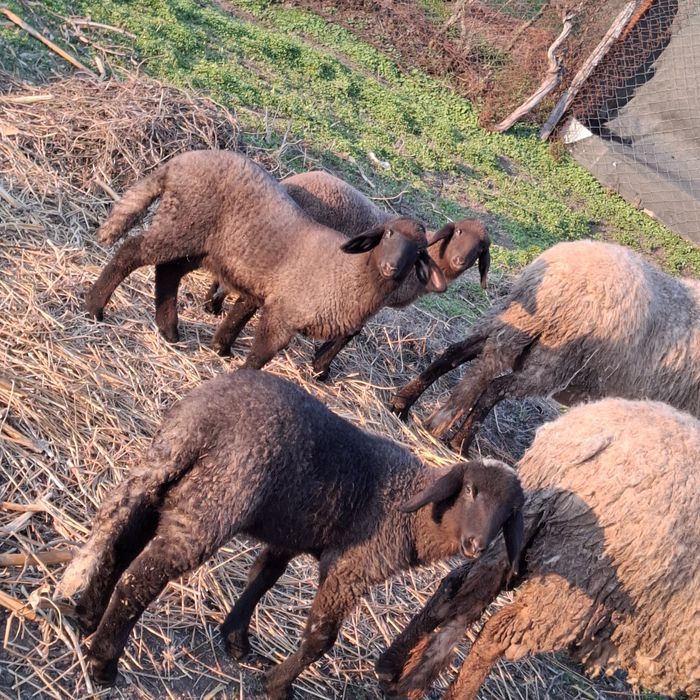 Iezi saanen și miei
