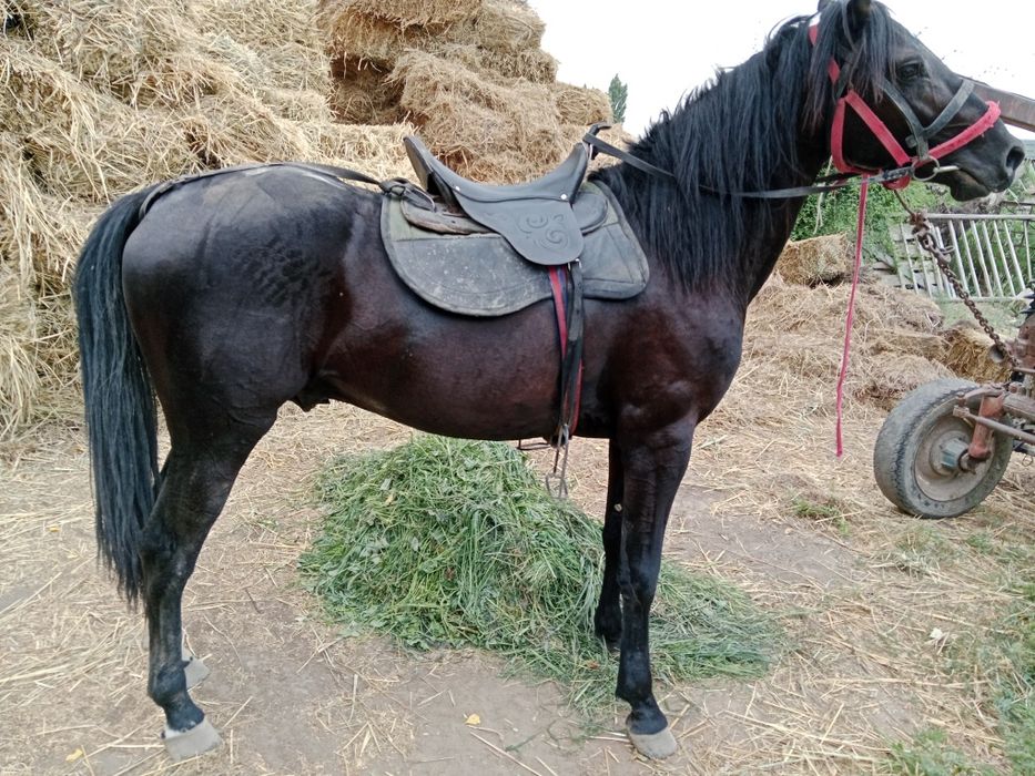 Дөнен Айғыр сатылады Скоростной Жеребец Қаны бар