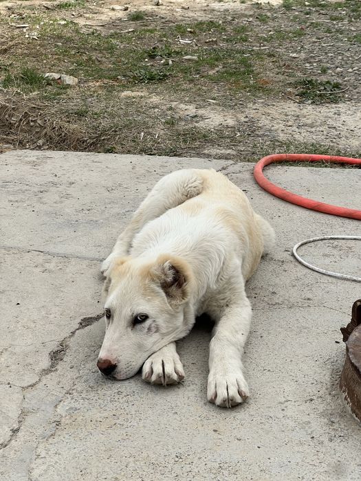 Сатылады Алабай