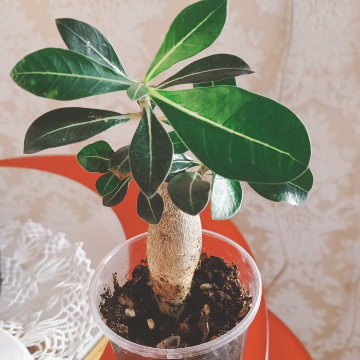 Пеларгония, Адениум. Караганда.  Город.