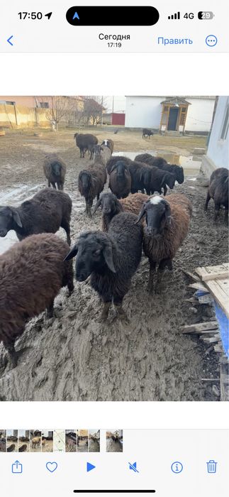 Кой Бараны Токты Овцы