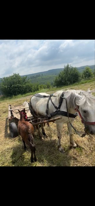 Iapa , manza  , faitonul si hamul de vanzare