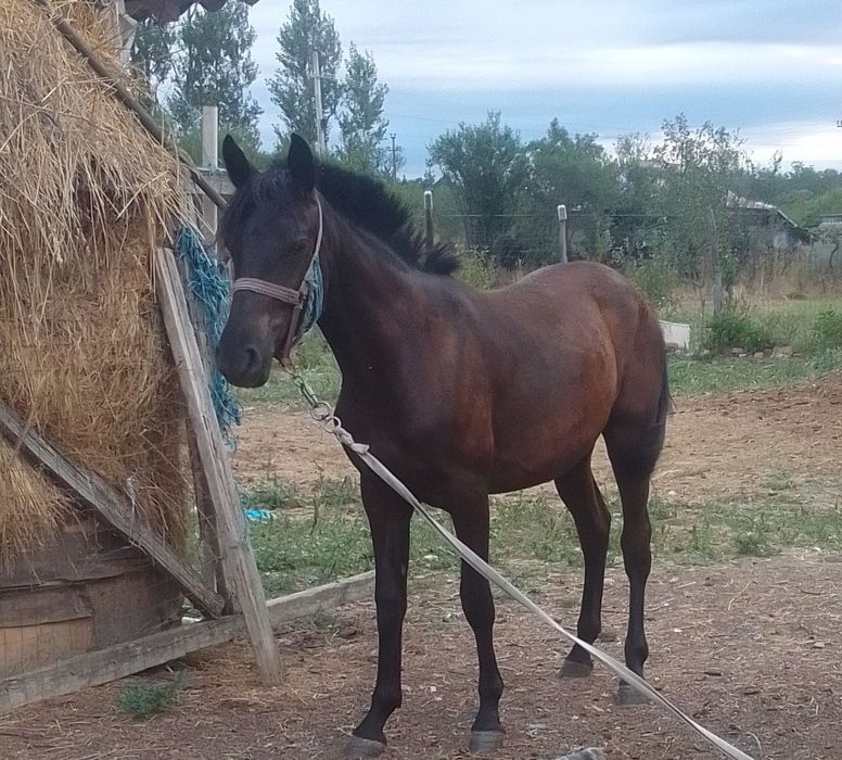 De vânzare mânză friz sau schimb pe vaca