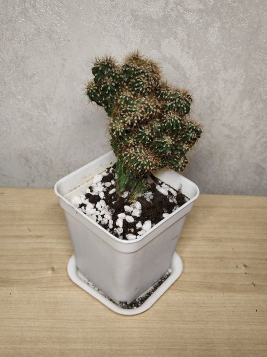 Растение кактус цереус