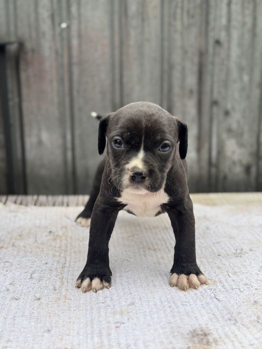 Femela amstaff rasa pura !