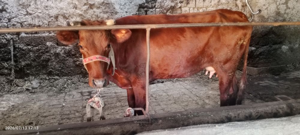 Ona bola sigir sotiladi