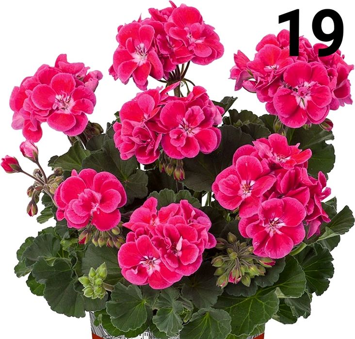 Нискостеблено мушкато -2.50€