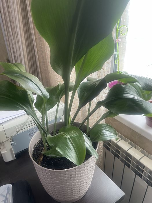 Комнатные цветы для души