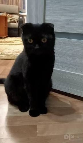 котенок скотиш-фолд
