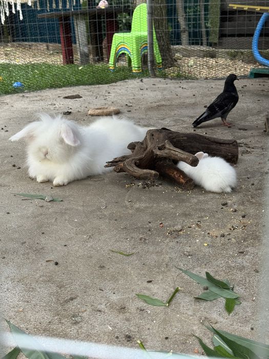 Iepures special cap de leu Angora ochi albastrii