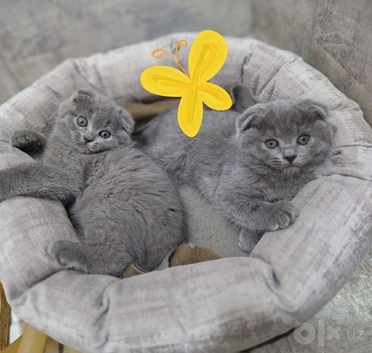 Продаются срочно милые  чистокровные котята