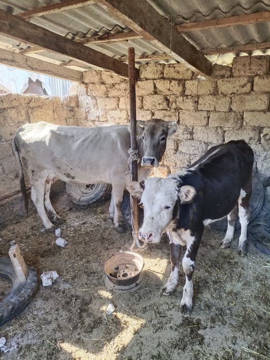 Жалаңаш Люси Лоулесстің бейнесі