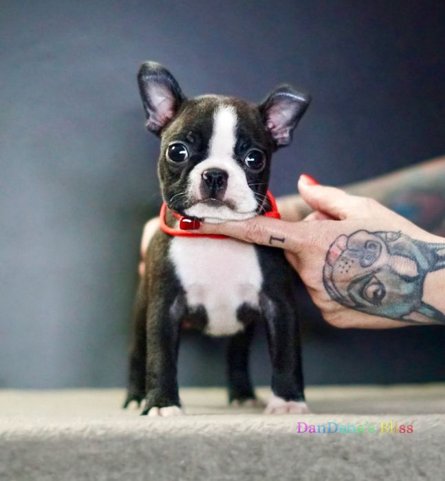 Boston Terrier cu pedigree - fetita
