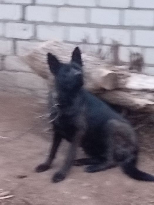 Немецкая овчарка (сука) 3года!