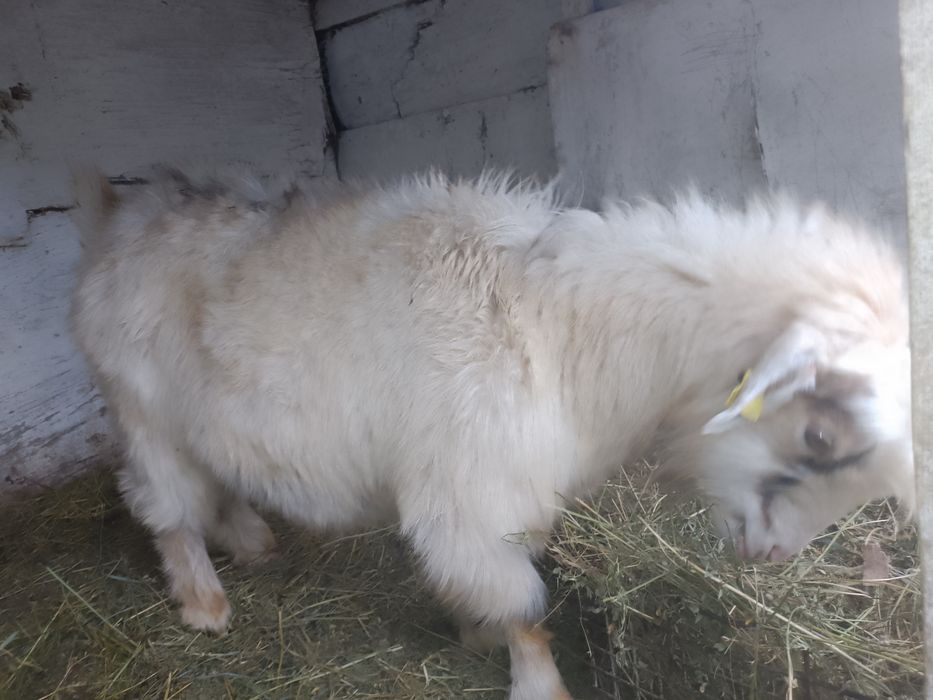 Продам козла и козу