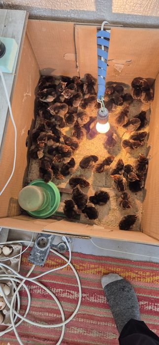 Цыплята суточные