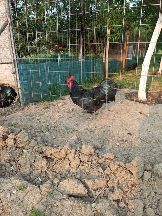 Gaini Australorp
