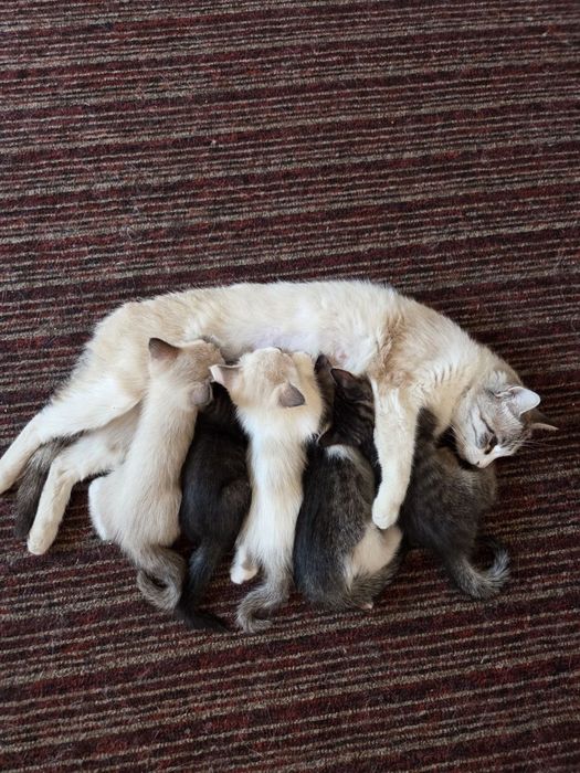 Отдам котят в хорошие руки