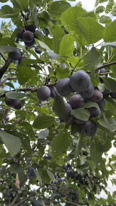 Vand prune de masa