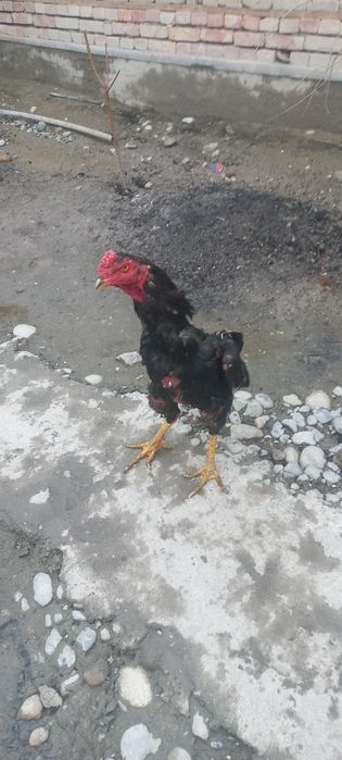 Хороз ва макйон сотилади зоти турк