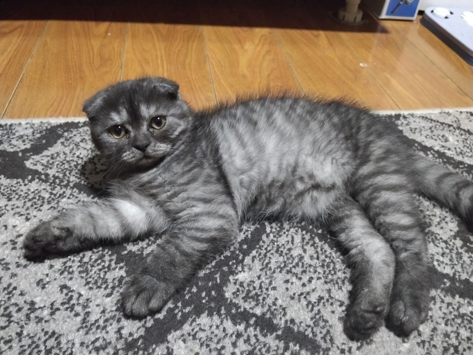 Pisoias  scottish  fold