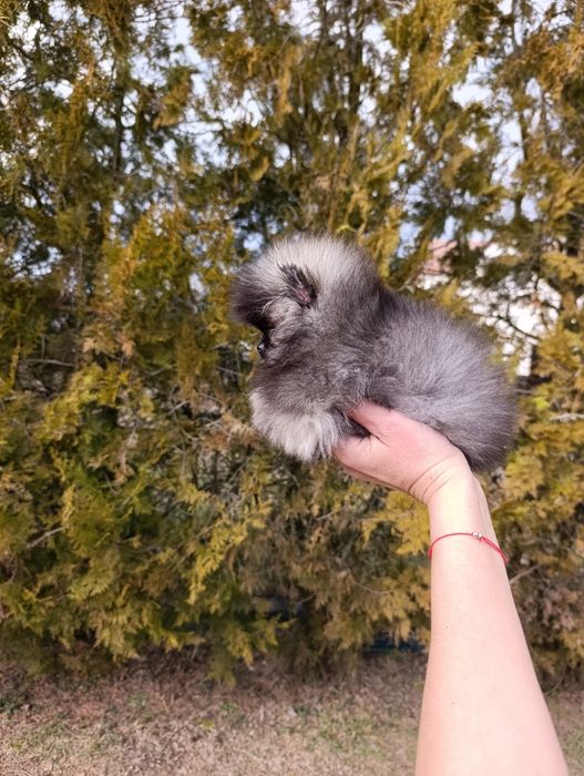 Pomeranian mini toy