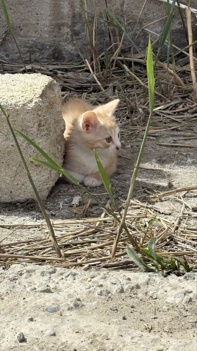 Скоттиш страйт продаю