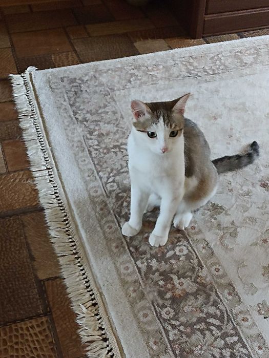 Кошка в добрые руки