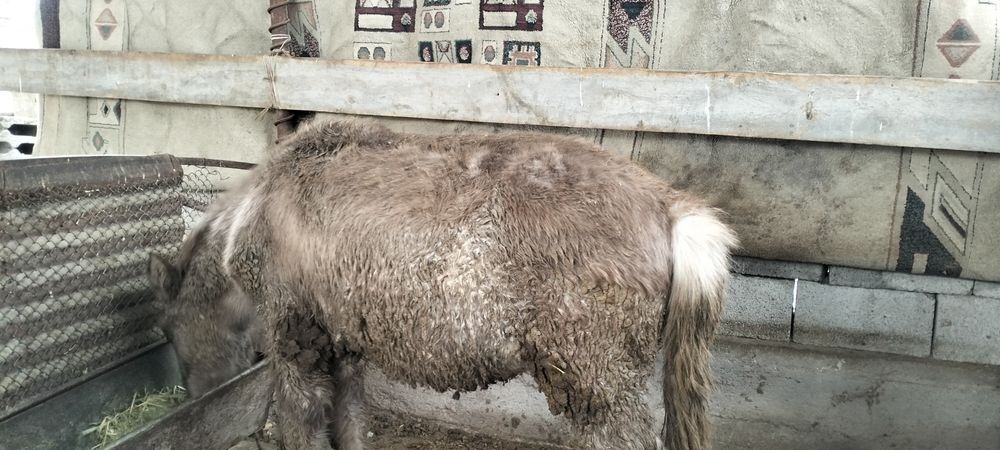 Жабағы еркек.     .