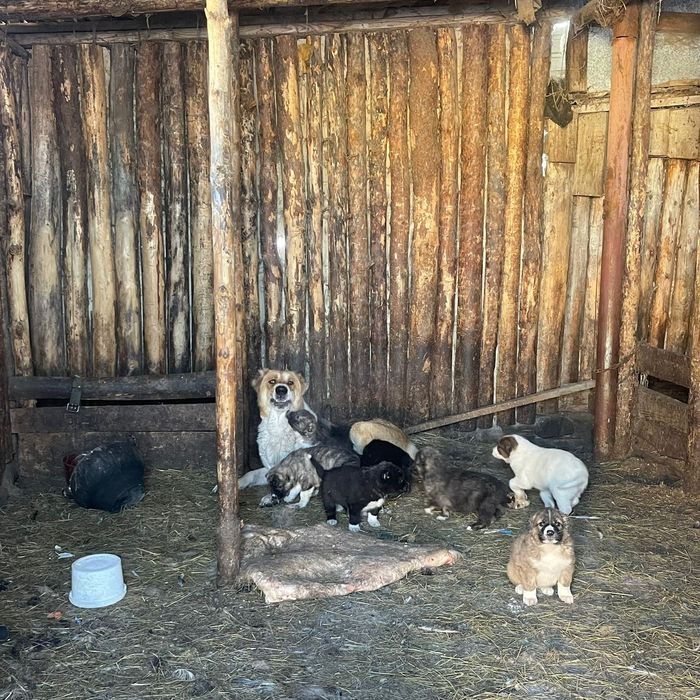 Щенки Алабая 2 месяца