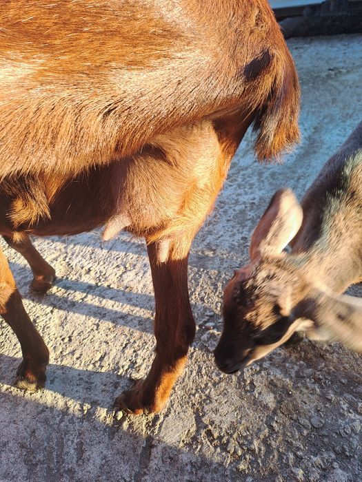 Vind capră metis angonumbian la prima fătare la doi ani e din capră bu