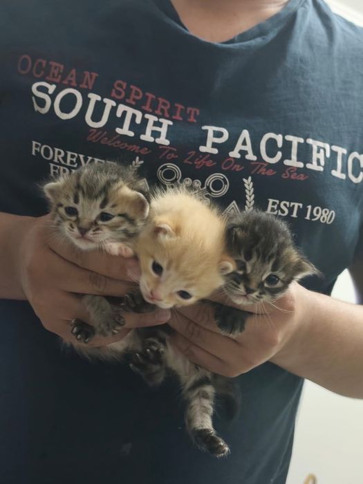 Сибирские котята