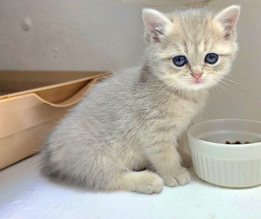 Котики британские голубое  зоЛотО _