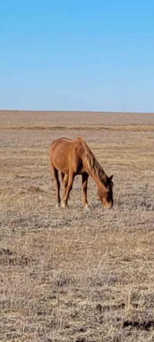 Буаз бие ургашы байтал сатылады