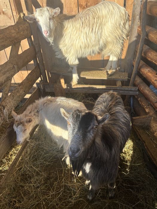 Vand 3 capre si un tap