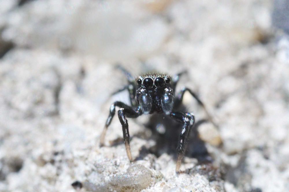Obiectiv Laowa Macro L mount