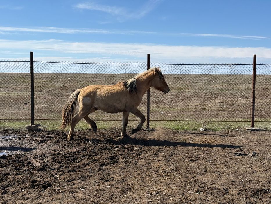 Продам Жабағы, Тай, Құнан