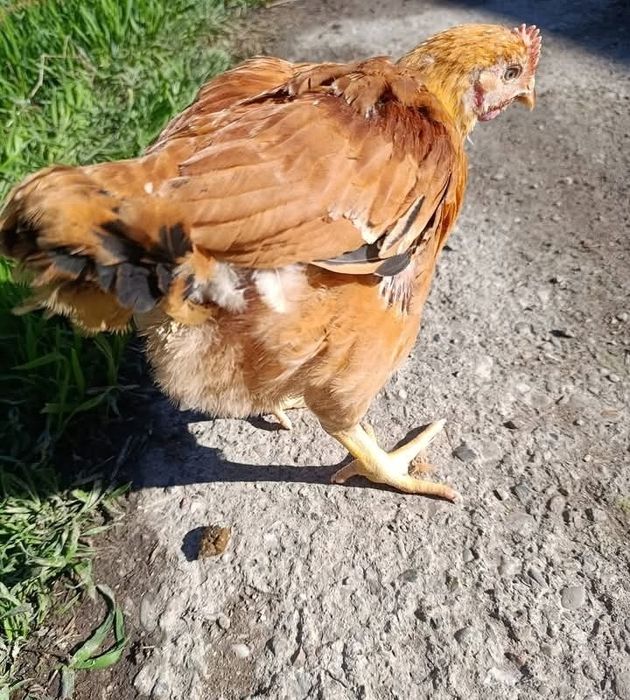 Bună ziua dragi clienți astăzi am dat drumul la o serie de pui prima s