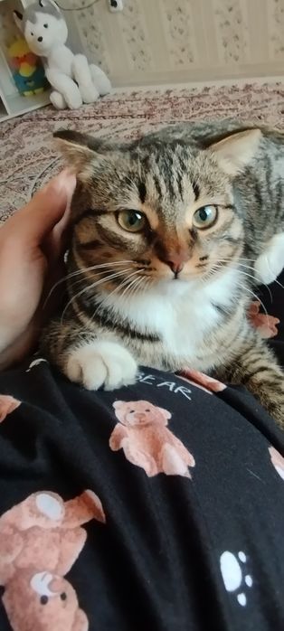 Отдам кошечку в добрые руки