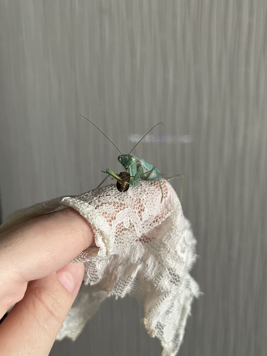 Богомол со всем необходимым(контейнер,мушка,богомолы)