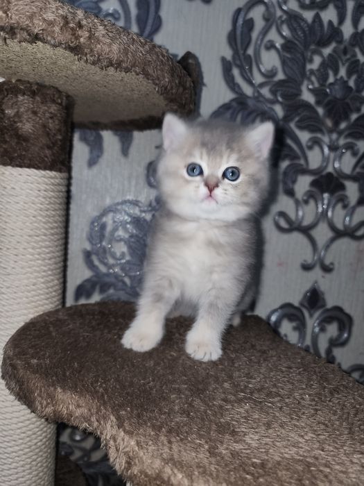 Scottish strayt shinshila sotiladi