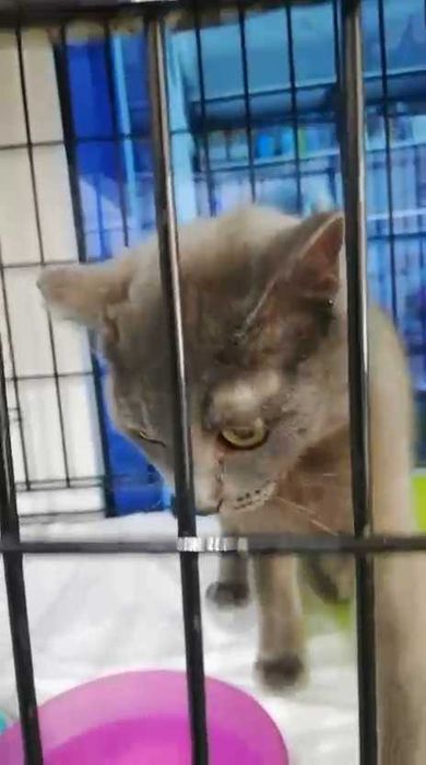 Ищем кошечке семью!