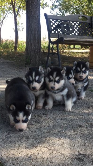 Пять красоток хаски