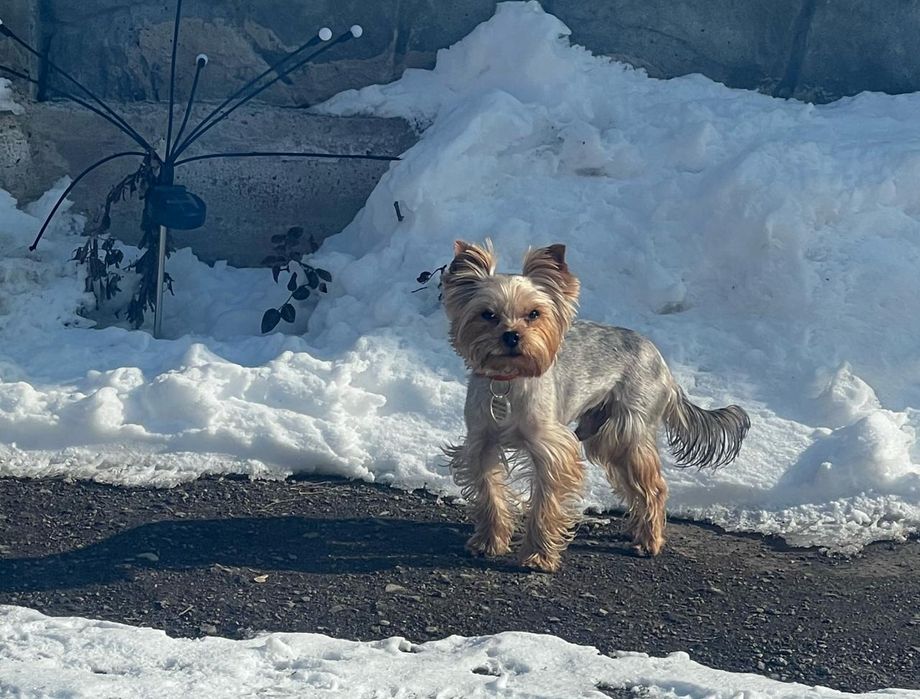 Йорк кобель для вязки